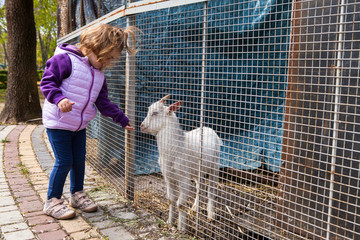 Little girl and goat in the cage