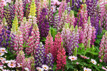 Lupinus in the garden after the rain (close up)