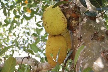 Durian Tree with Fruits / Zanzibar Island, Tanzania, Indian Ocean, East Africa