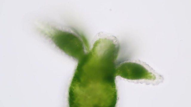 Hydra is a genus of small, fresh-water animals of the phylum Cnidaria and class Hydrozoa under the microscope for education.