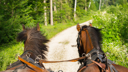 POV: Auf der Kutsche © naturenow