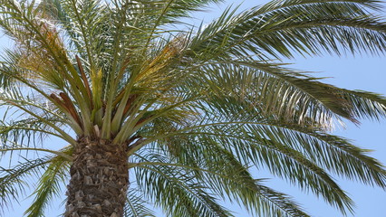 Palme in Spanien