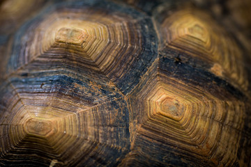 Fototapeta premium pattern on tortoise African Spurred Tortoise (Geochelone sulcata)shell background