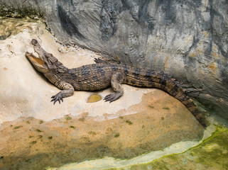 Crocodile with an open mouth, Bangkok, Thailand