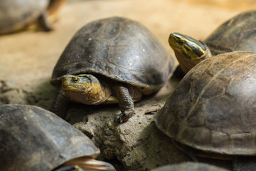Tortoise looked at the camera.