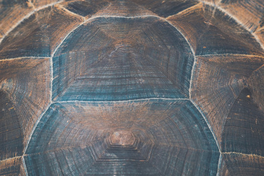 pattern on tortoise shell background