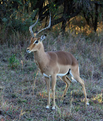 Impala Deer