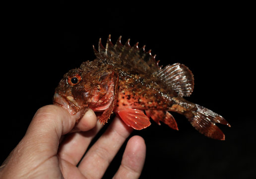A predatory sea fish. Scorpaena porcus