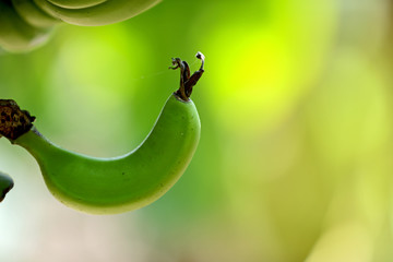 Banana Farm © Niks Ads