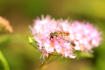 Hoverfly