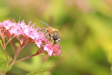 Hoverfly