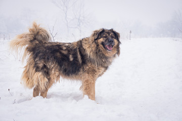Shaggy shepherd patrolling on the snowy pasture