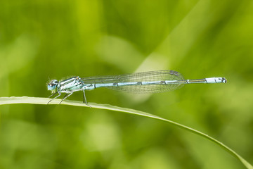 Common blue damselfly or Northern bluet on green