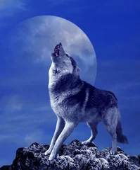 Abwaschbare Fototapete Wolf Ein heulender Wolf vor dem Hintergrund des Nachthimmels mit dem Mond