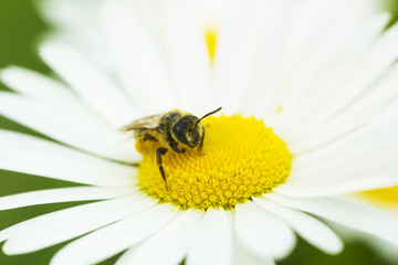 European honey bee on Camomile flower