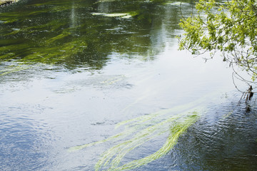 Stagnant river water