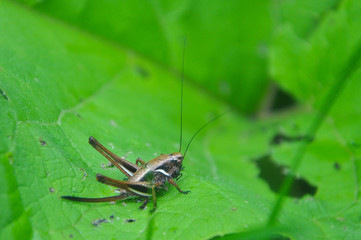 Grasshopper in the grass. Big grasshopper in natural habitat