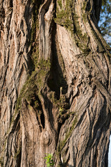 Tronco con cavità, texture