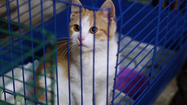 Homeless animals. Close-up shot of cute mongrel little kitty sitting in the cage at the animal shelter. HD