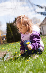 Little girl in a green glade with dandelions