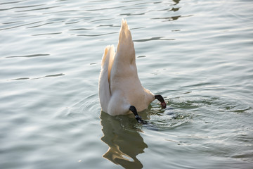 Naklejka premium Swan eating with the head under water