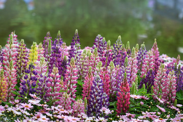Fototapeta premium Lupinus in the garden after the rain (close up)