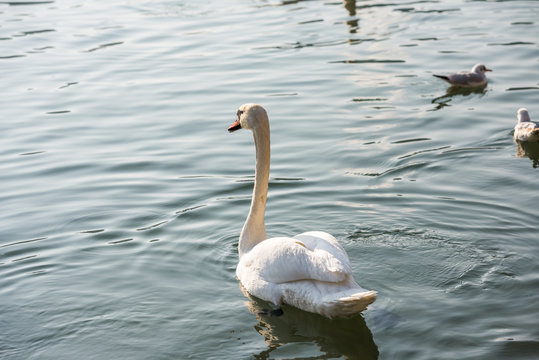 Back view of a floating swan 