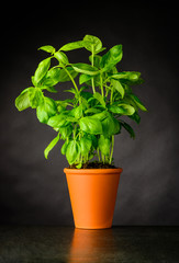 Basil Herb Growing in Pottery Pot