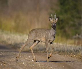wild roe deer