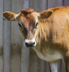 Jersey cow in front of wooden background