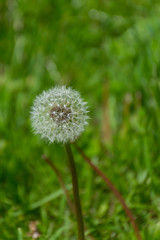 Dandelions on the field