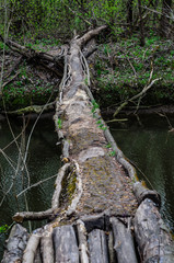 Trunk of the tree using as a bridge across river