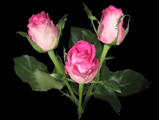 three pink rose buds isolated on black