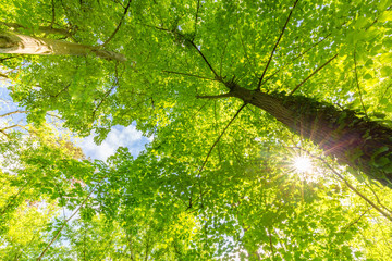 Amazing green trees, forest, green leaves and trees. Trees with sunlight. The green nature. Into the forest. Nature composition. 