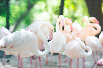 Flamingo flocks, natural backgrounds