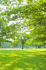 Obraz premium 公園 木