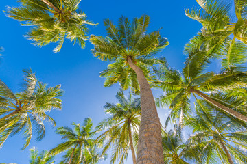 Beautiful palm trees on the beautiful landscape background. Vintage Palm Trees Vintage clear summer skies. Tropical beach palm trees relaxation zen inspirational nature background concept
