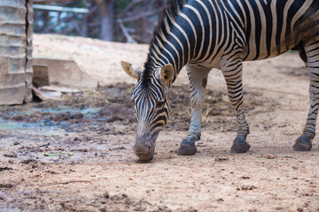 Fototapeta na wymiar Close-up portrait of zebra