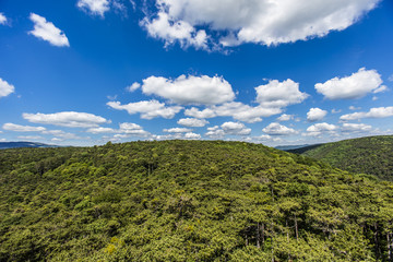 Fototapeta na wymiar hills covered with green forest