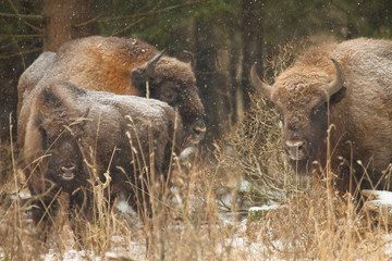 Śnieżne żubry  © Marcin Zakrzewski