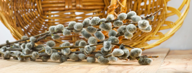 Image of a pussy-willow on table close-up