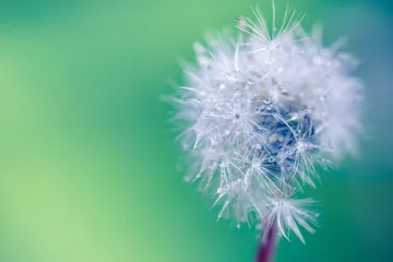 Rolgordijnen Closeup of dandelion on natural background © icemanphotos