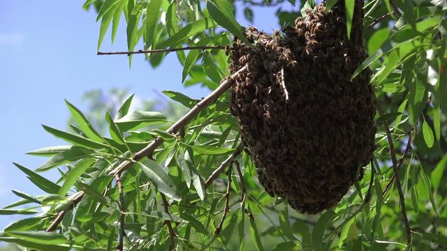 Swarm of honeybees on tree branch