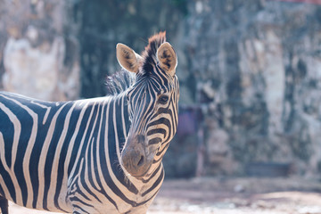 Fototapeta premium portrait of zebra Natural background