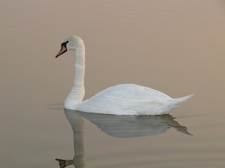 Łabędź © Tomasz