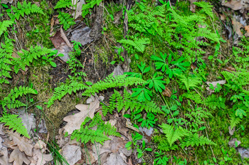 Green fern in a forest