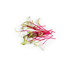 Heap of beet micro greens on white background. Healthy eating concept of fresh garden produce organically grown as a symbol of health and vitamins from nature. Microgreens closeup.
