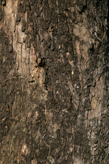 Tree bark texture wallpaper