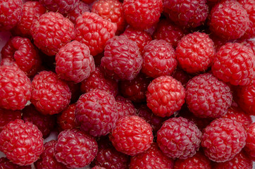 Red berry raspberries