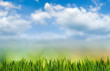 Fototapeta na wymiar grass on sky background